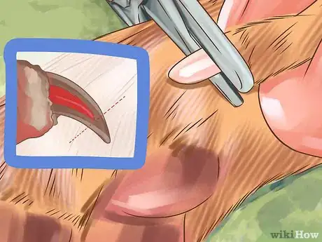 Image titled Groom a Thick Furred Dog Step 11