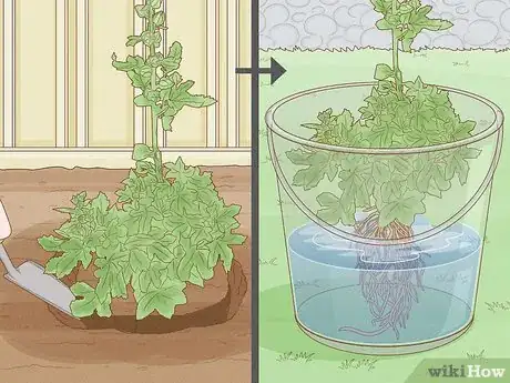 Image titled Propagate Hollyhocks Step 20