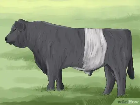 Image titled Identify Welsh Black Cattle Step 2