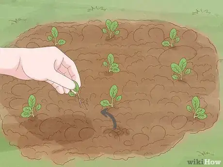 Image titled Grow Tatsoi Step 9