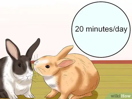 Image titled Socialize Your Rabbit Step 9