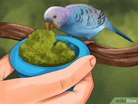 Image titled Prevent Infections in Parakeets Step 12