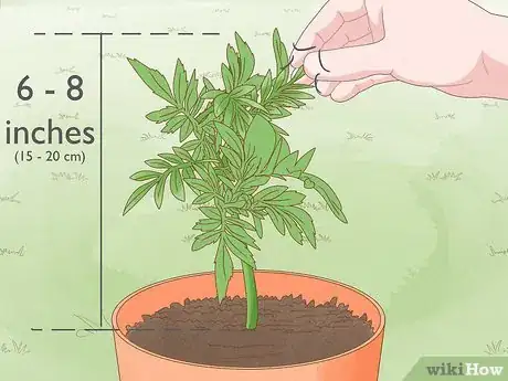 Image titled Make Marigolds Flower Step 7