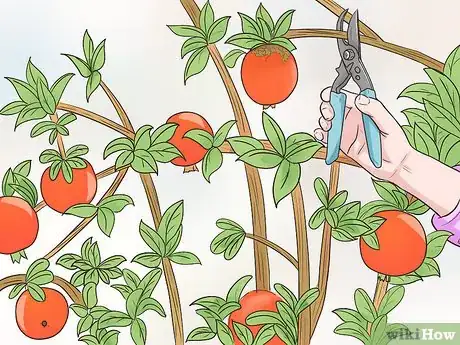 Image titled Prune Pomegranate Trees Step 12