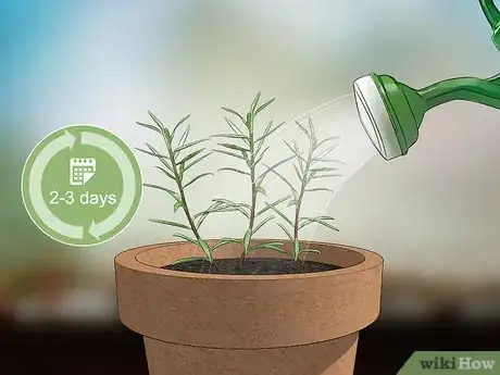 Image titled Grow Moss Rose Step 10