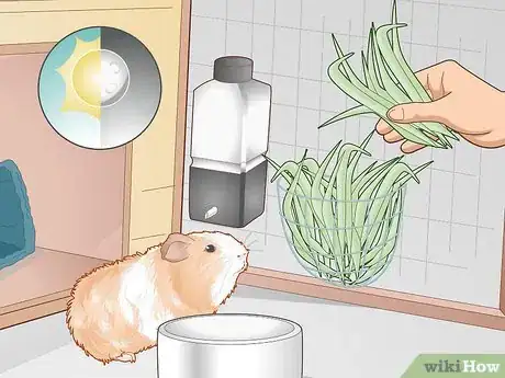Image titled Care for an Outdoor Guinea Pig Step 9