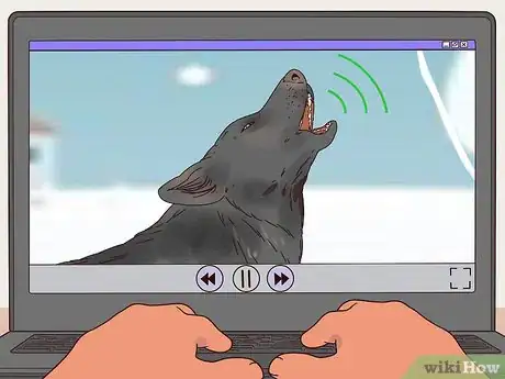 Image titled Become a Wolf Expert Step 4