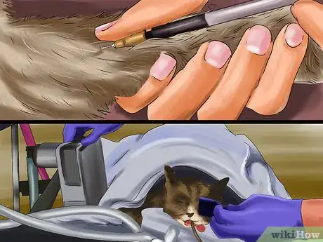 Image titled Get Your Cat's Teeth Professionally Cleaned Step 5