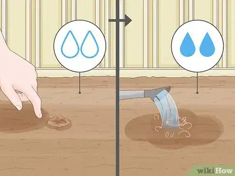 Image titled Propagate Hollyhocks Step 16