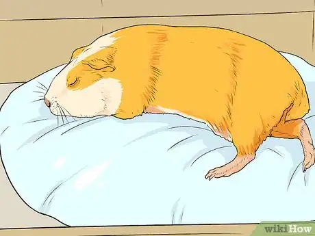 Image titled Make a Pet Love You Step 4