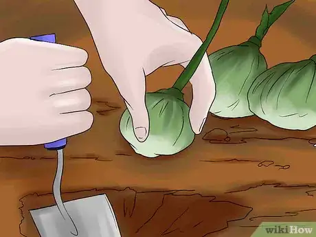 Image titled Overwinter Lily Bulbs Step 7