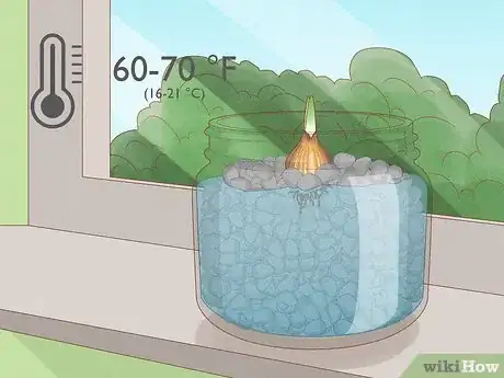 Image titled Force Daffodils Indoors Step 22