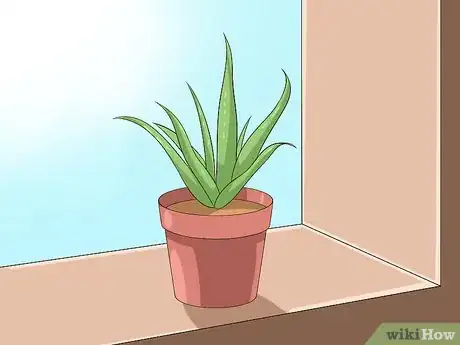 Image titled Care for Your Aloe Vera Plant Step 1