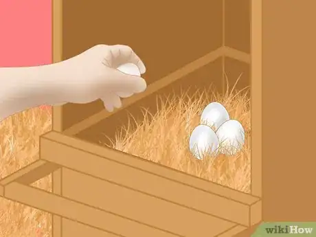 Image titled Keep Chickens from Eating Their Own Eggs Step 10