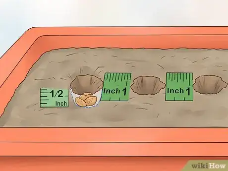 Image titled Grow Carrots in Pots Step 7