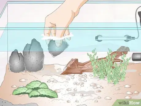 Image titled Keep Crystal Red Shrimp Step 3