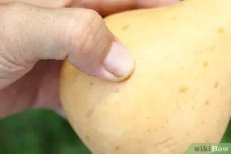 Image titled Cure Winter Squash Step 1