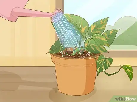 Image titled Care for a Golden Pothos Step 14