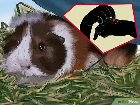 Image titled Adopt a Guinea Pig Step 1