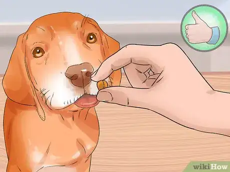 Image titled Have a Happy Weimaraner Step 3