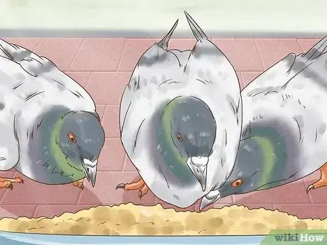 Image titled Use the Widowhood System to Train Homing Pigeons Step 5
