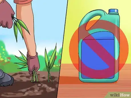 Image titled Grow Sorrel Step 7