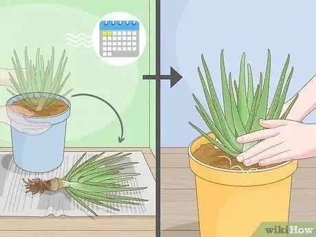 Image titled Why Does Your Aloe Plant Stink Step 8