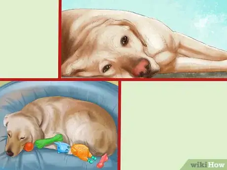 Image titled Know if Your Dog Needs a Diet Change Step 1