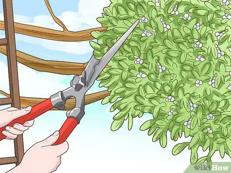Image titled Grow Mistletoe Step 10