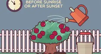 Save a Dying Rose Bush