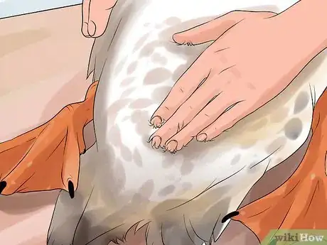 Image titled Tell the Difference Between Male and Female Ducks Step 7