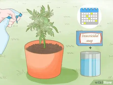 Image titled Make Marigolds Flower Step 6