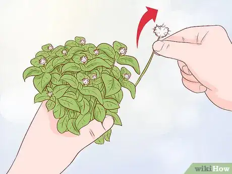 Image titled Harvest Chickweed Step 10