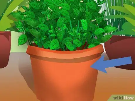 Image titled Buy Mint Plants Step 9