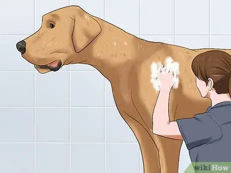 Image titled Bathe a Great Dane Step 7