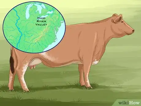 Image titled Identify Maine Anjou Cattle Step 8