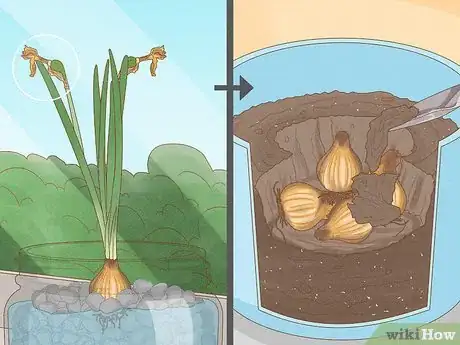 Image titled Force Daffodils Indoors Step 24