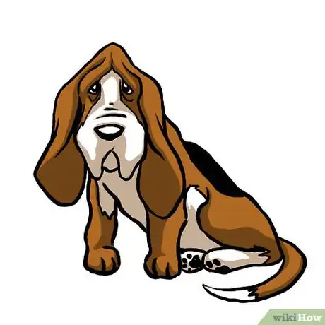 Image titled Basset hound Intro