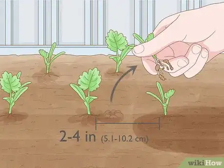Image titled Plant Parsnips Step 10