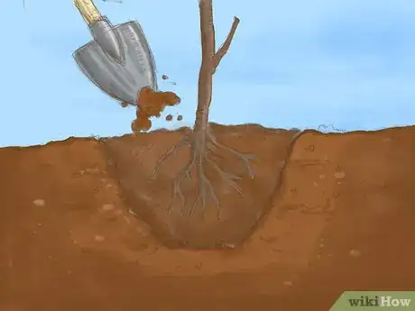 Image titled Plant a Bare Root Tree Step 6
