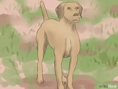 Image titled Hunt Pheasants Step 3