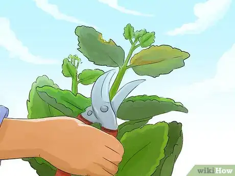Image titled Prune Kalanchoe Step 3