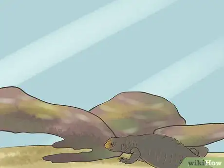 Image titled Care for Uromastyx Lizards Step 14