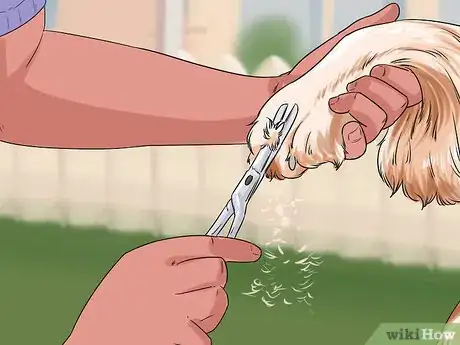 Image titled Give Your Dog a Make Over Step 2