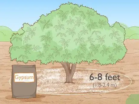 Image titled Take Care of an Avocado Tree Step 5