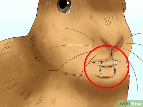 Image titled Diagnose Dental Problems in Rabbits Step 3