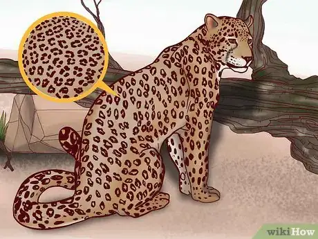 Image titled Identify Feline Species by Fur Step 3