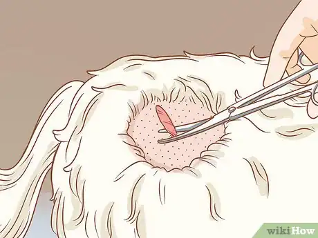 Image titled Remove a Dog’s Skin Tags at Home Step 6
