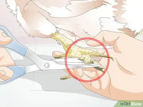 Image titled Treat Frostbite in Chickens Step 8