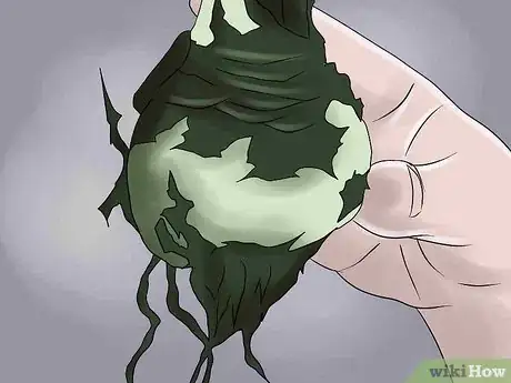 Image titled Overwinter Lily Bulbs Step 3